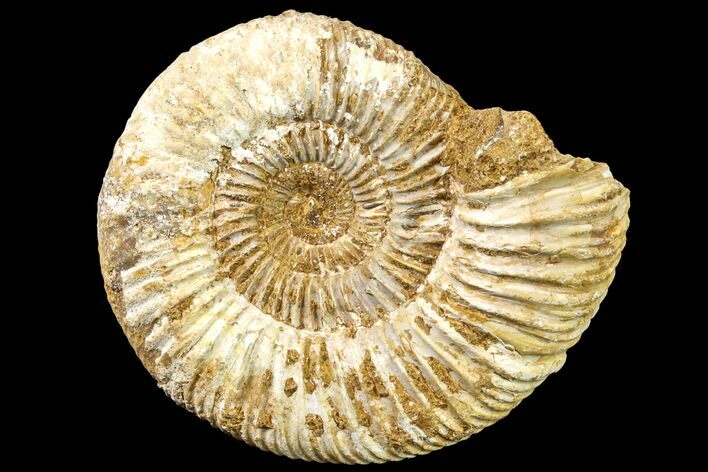 Jurassic Ammonite (Perisphinctes) Fossil - Madagascar #161765